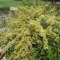 Calytrix tetragona Common Fringe Myrtle 20 AU seeds