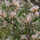 5 AU Seeds Two Leaved Hakea trifurcata
