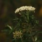 50 AU Seeds Shining Cassinia longifolia