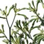 50 AU Seeds Tall Green Kangaroo Paw Anigozanthos flavidus