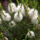 200 AU Seeds Narrow leaf Paperbark Melaleuca linariifolia