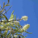 5 AU seeds Grevillea berryana