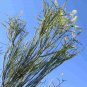 5 AU seeds Grevillea berryana