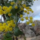 Blackdown Tableland Wattle Acacia gittinsii 30 AU seeds Fresh