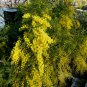 Blackdown Tableland Wattle Acacia gittinsii 30 AU seeds Fresh