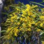 Blackdown Tableland Wattle Acacia gittinsii 30 AU seeds Fresh