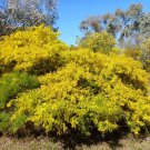 Wyalong Wattle Acacia Cardiophylla 30 AU seeds Fresh