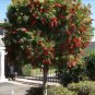200 AU Seeds Crimson Bottlebrush Callistemon Citrinus