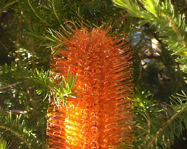 5 AU seeds Heath Banksia ericifolia var ericifolia