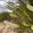 10 AU Seeds Grevillea pterospermai Desert Spider flower