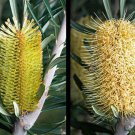 5 AU seeds Silver Banksia marginata