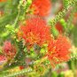 Beaufortia squarrosa Sand Flameflower 25 AU seeds