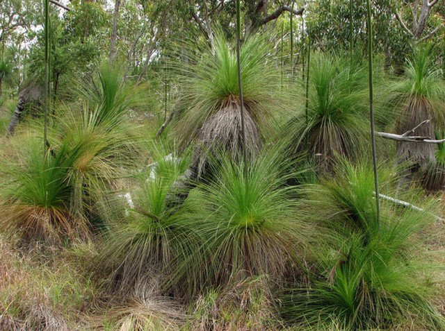 Xanthorrhoea johnsonii Northern Grass Tree 10 AU Seeds