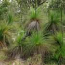 Xanthorrhoea johnsonii Northern Grass Tree 10 AU Seeds