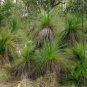 Xanthorrhoea johnsonii Northern Grass Tree 10 AU Seeds