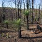 Xanthorrhoea johnsonii Northern Grass Tree 10 AU Seeds