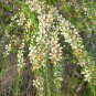 leptospermum juniperinum Prickly TeaTree 50 AU Seeds