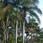 Archontophoenix cunningham Bangalow Palm 10 AU Seeds