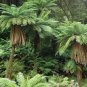 500 AU Spores Golden Tree Fern Dicksonia Fibrosa