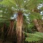 Soft Tree Fern Dicksonia antarctica 500 AU Spores Fresh