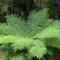 Soft Tree Fern Dicksonia antarctica 500 AU Spores Fresh
