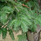 Sequoia sempervirens Coastal Redwood 20 AU Seeds