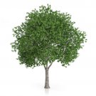 Platanus acerifolia London Plane Tree 30 AU Seeds