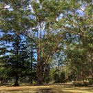 Southern Mahogany Eucalyptus botryoides 200 AU Seeds Fresh