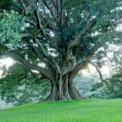 150 AU Seeds Small Leaved Fig Ficus obliqua