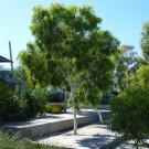 Snow Queen Eucalyptus victrix 200 AU Seeds Fresh