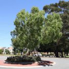 Eucalyptus Coolabah Coolibah 150 AU Seeds