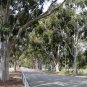 Eucalyptus Citriodora  Lemon Scented Gum 20 AU seeds