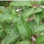 Ficus coronata Sandpaper Fig 20 AU Seeds