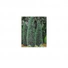 chamaecyparis lawsoniana Lawson Cypress 20 AU Seeds