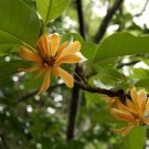 Fragrant Joy Tree Michelia champaca 10 AU Seeds Fresh