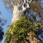 100 AU Seeds Forest Red Gum Eucalyptus Tereticornis