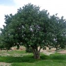 Ceratonia siliqua  Chocolate Tree 10 AU seeds