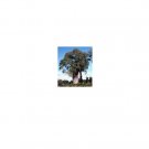 20 AU Seeds Narrow Leafed BottleTree Brachychiton Rupestre