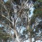 Mountain Gum Eucalyptus dalrympleana 50 AU Seeds Fresh