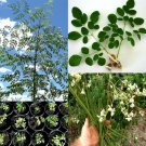 moringa oleifera Drumstick Tree 10 AU seeds