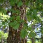 Alnus cordata Italian Alder 30 AU Seeds