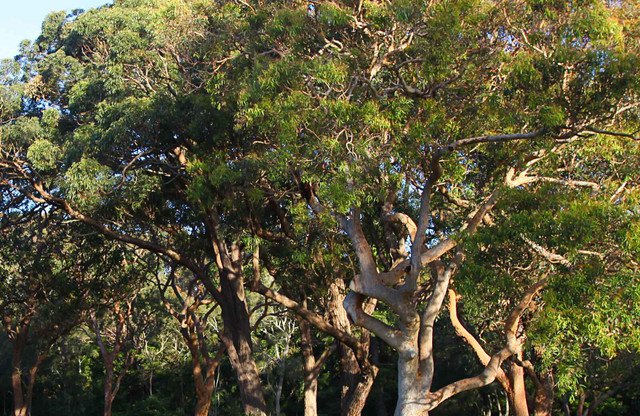 50 AU Seeds Smooth Barked Apple Gum Angophora costata