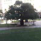 Adansonia gregorii Australian Bottle Baobab 5 AU seeds