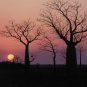 Adansonia gregorii Australian Bottle Baobab 5 AU seeds