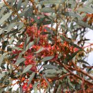 Coral Gum Eucalyptus torquata 100 AU Seeds Very Fresh