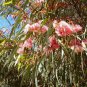 Coral Gum Eucalyptus torquata 100 AU Seeds Very Fresh