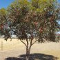 Coral Gum Eucalyptus torquata 100 AU Seeds Very Fresh