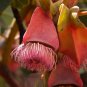 30 AU seeds Square Fruited Mallee Eucalyptus Tetraptera