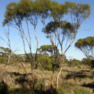 100 AU seeds White Mallee Gum Eucalyptus gracilis