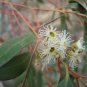 100 AU seeds White Mallee Gum Eucalyptus gracilis